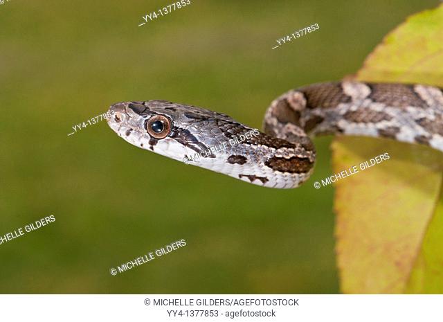 Texas rat snake, Elaphe obsoleta lindheimeri, native to Texas, Louisiana, Arkansas and Oklahoma