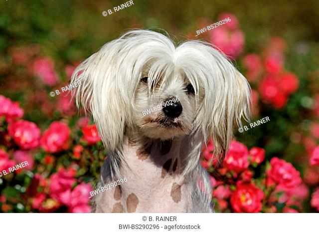Chinese Crested Dog (Canis lupus f. familiaris), 16 months old individual in front of a rose hedge, portrait
