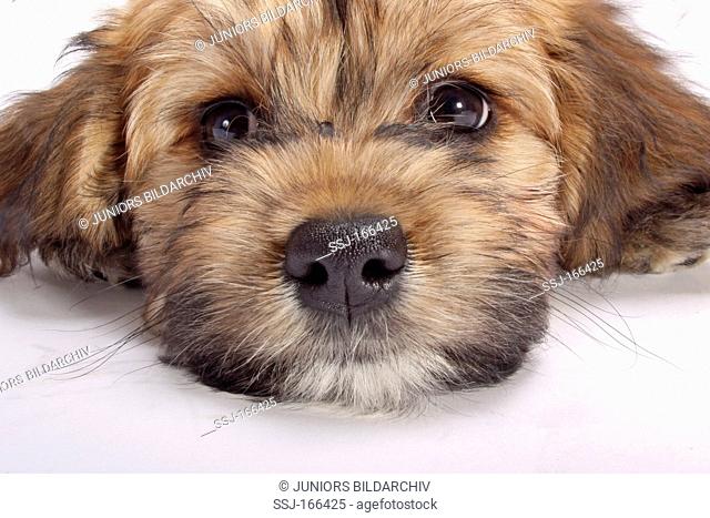 Havanese Canis lupus familiaris. Portrait of a puppy lying, studio picture against a white background