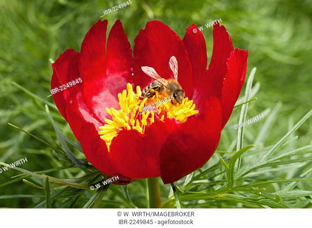 Bee perched on the blossom of a peony (Paeonia tenuifolia), found in the steppes of southern Russia, Caucasus, Asia Minor, Botanical Garden, Bochum, Ruhr area