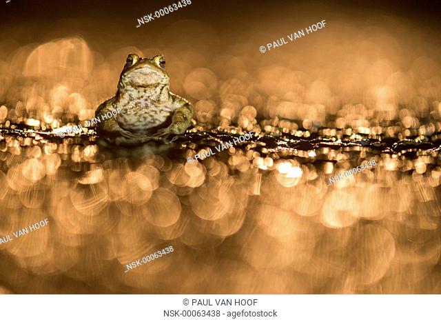 Common Toad (Bufo bufo) male on wet road after rain in light of car headlights, The Netherlands, Gelderland, Overasseltse en Haterse vennen