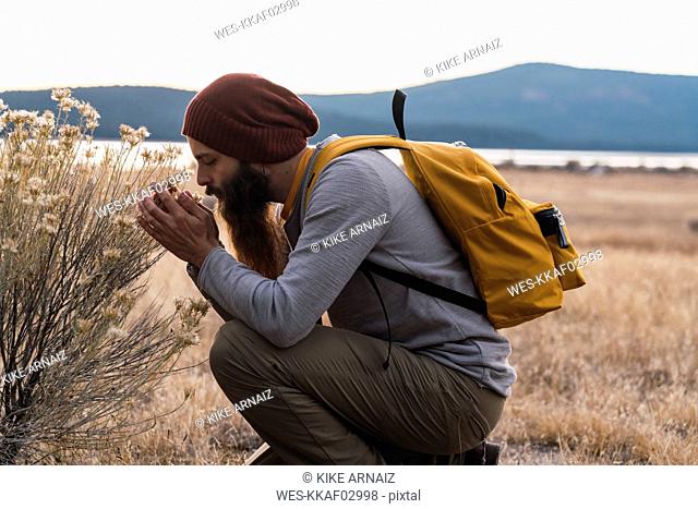 USA, North California, bearded man examining a plant near Lassen Volcanic National Park