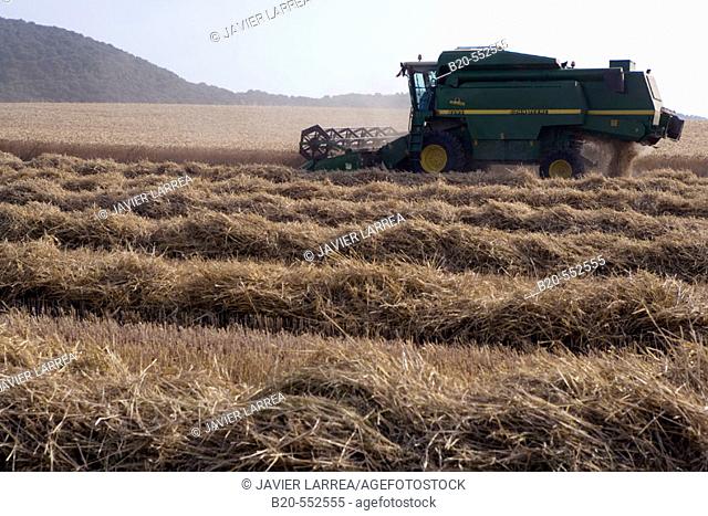 Agricultural machinery. Combine harvester on field of wheat. 'Learza' estate. Near Estella, Navarre, Spain