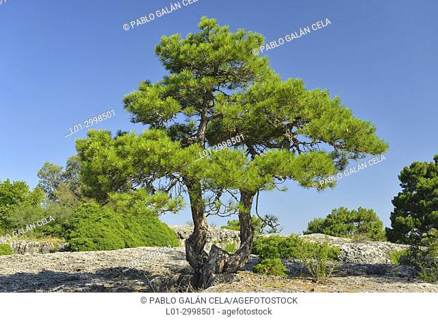Pinus nigra, Austrian Pine, Las Majadas, Cuenca province, Spain