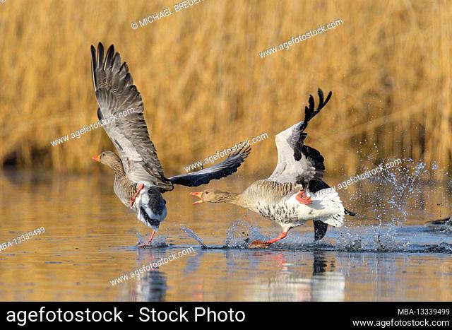 Territorial disputes between gray geese (Anser anser) in a pond, spring, Hesse, Germany