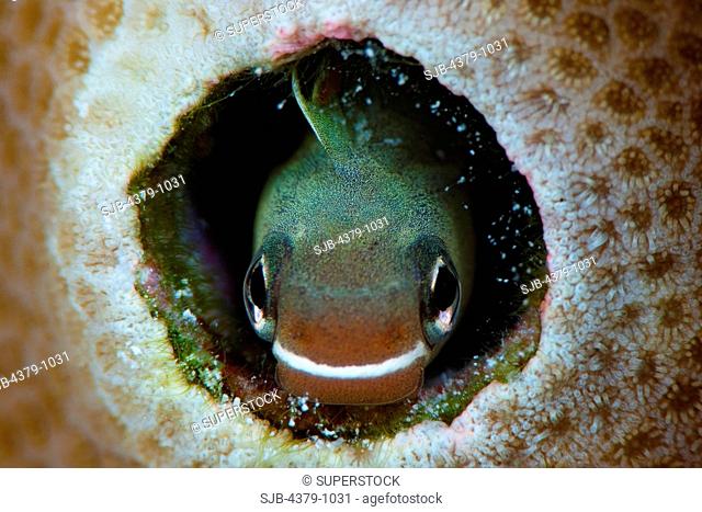 Imposter Fangblenny, Plagiotremus phenax, looking out of a hole, The Maldives