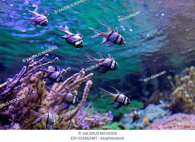 coral life marine sea diving Underwater world