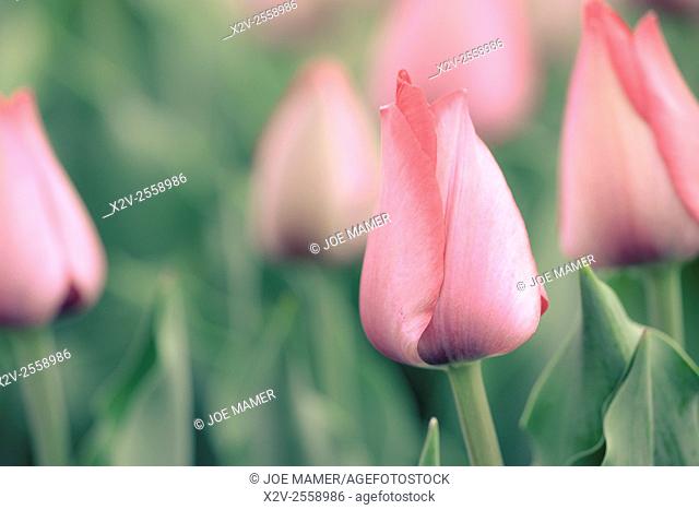 Pink tulip flower display at the Minnesota Landscape Arboretum