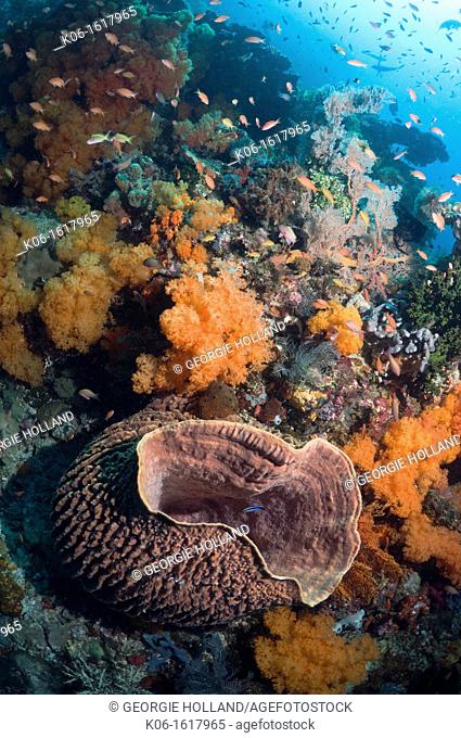 Barrel sponge Xestospongia testudinaria on coral reef with soft corals Scleronephthya sp, gorgonian and Lyretail anthias Pseudanthias squamipinnis  Komodo...