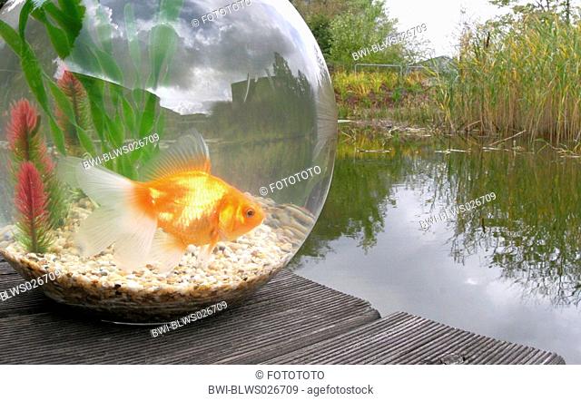 goldfish, common carp Carassius auratus, looking for freedom from a fishbowl at a garden pool