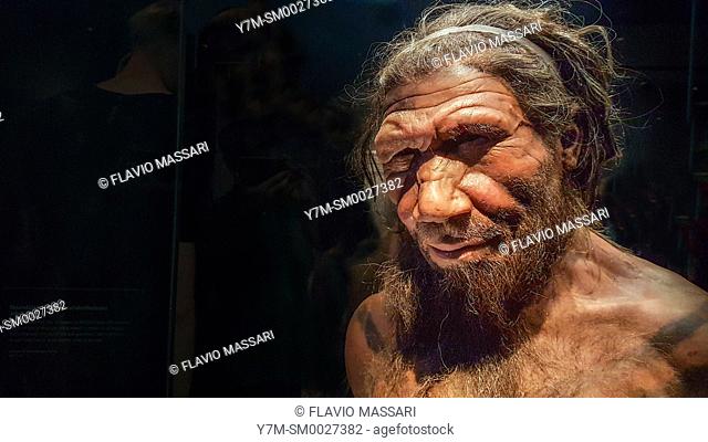 Human evolution gallery . Model of male Homo neanderthalensis, Natural History Museum, London, England, UK, This image could have imperfections as itâ