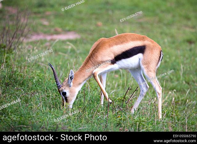 A Thomson Gazelle in the Kenyan savannah amidst a grassy landscape