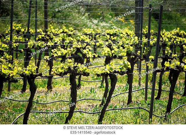 After a weeks of Spring warmth and sunshine, grape vines throughout the Herault of Southern France show new leaves