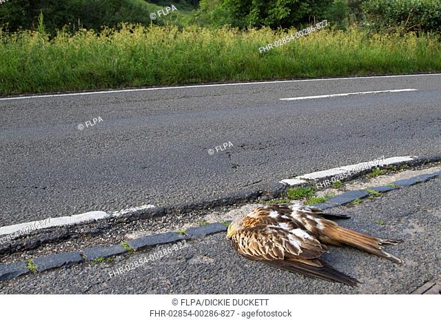 Red Kite Milvus milvus dead adult, roadkill casualty on roadside after collision with passing car, Oxfordshire, England, june