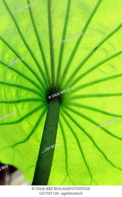 Lotus leaf in backlighting close-up