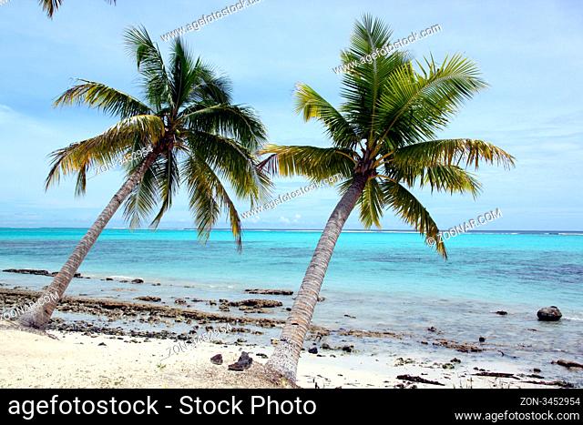 Palm trees and white sand on the beach in Savaii island, Samoa