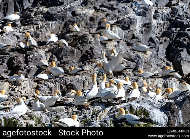 Gannets Nesting, Bass Rock, Scotland