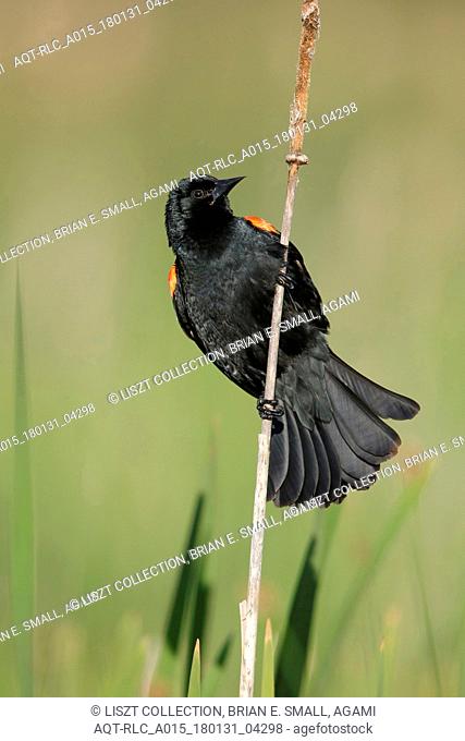 Agelaius phoeniceus, Red-winged Blackbird