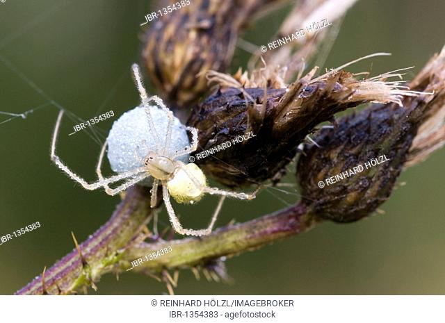 Candy Stripe Spider (Enoplognatha ovata), female, with cocoon, Riedener Lake, Lech Valley, Ausserfern, Tyrol, Austria, Europe