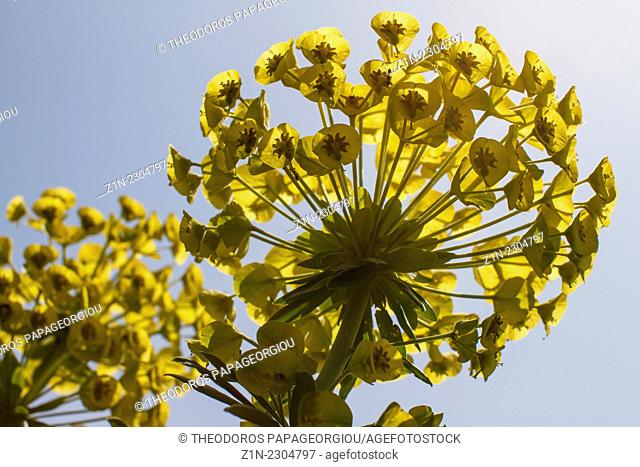 Euphorbia characias in Laggada village. Messenia, Peloponnese, Greece