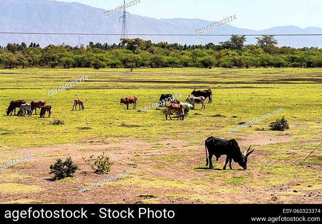 Brahman or Zebu bulls on the road to Gheralta in Tigray, Northern Ethiopia