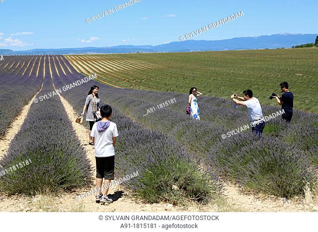 France, Provence, Alpes de Haute Provence 04, ville de Valensole, lavender fields on the Plateau