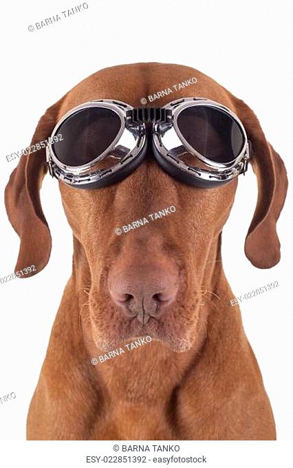 dog wearing vintage motorbike glasses