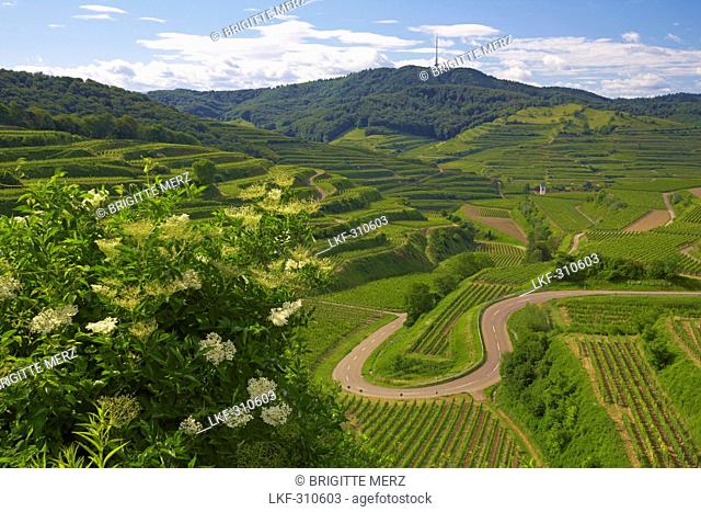 View over Vineyards at Oberbergen and Mountain Totenkopf, Kaiserstuhl, Baden-Wuerttemberg, Germany, Europe