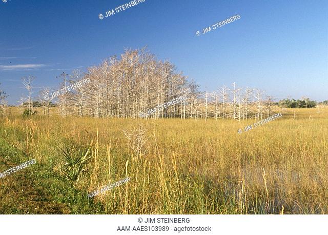 Stand of Dwarf Cypress Trees at Paurotis Pond, Everglades NP, FL