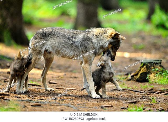 European gray wolf Canis lupus lupus, she-wolf and two wolf cubs in forest, Germany, Bavaria, Bavarian Forest National Park