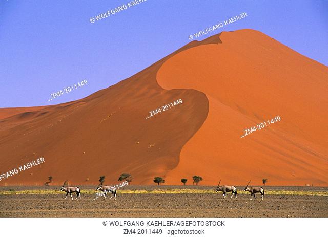 NAMIBIA, NAMIB-NAUKLUFT PARK, SOSSUSVLEI, SAND DUNE WITH ORYX