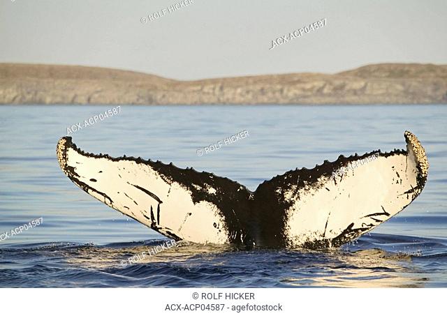 humpback whale, megaptera novaeangliae, Strait of Belle Isle, newfoundland, canada