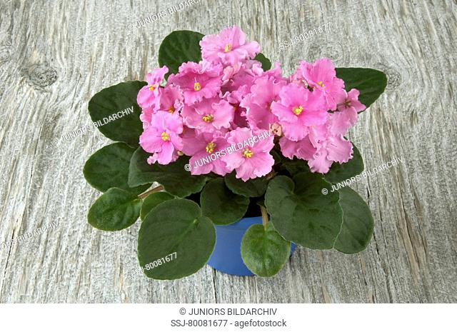DEU, 2010: Saintpaulia, African Violet (Saintpaulia ionantha-Hybride), potted plant with pink flowers on wood
