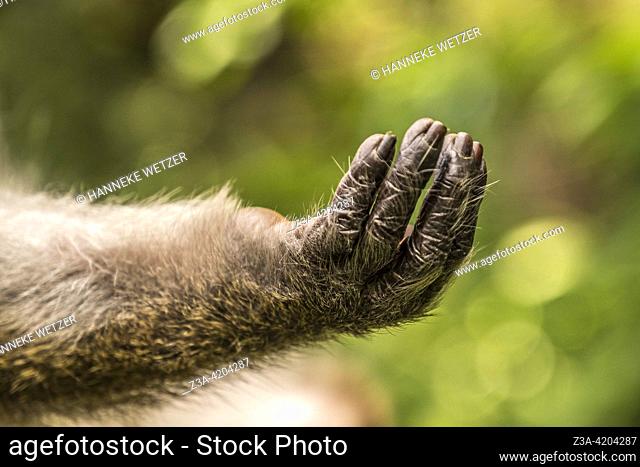 Closeup of the hand of a long-tailed Macaque