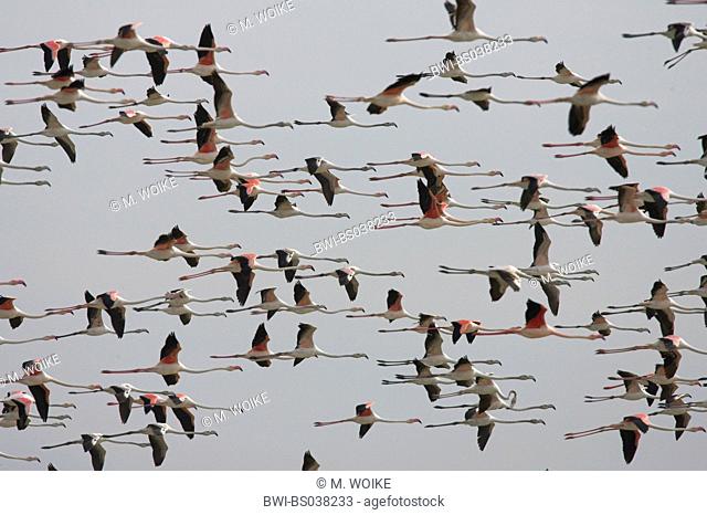 greater flamingo (Phoenicopterus ruber), flying flock, Spain, Nationalpark Coto Donana