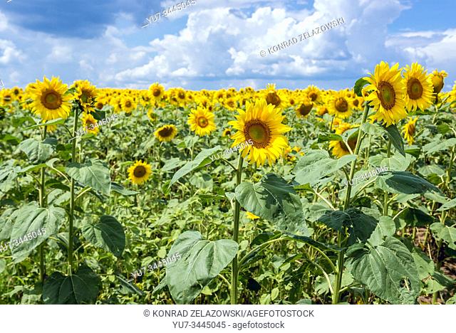 Large field of sunflowers in Riscani District of Moldova