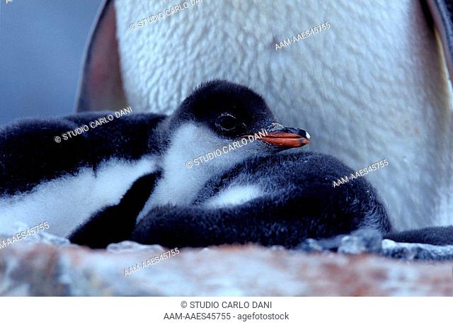 Gentoo Penguin (Pygoscelis Papua) Chicks, Yankee Harbour, Greenwich Island, (62°32'S/059°47'W) Antarctic Peninsula