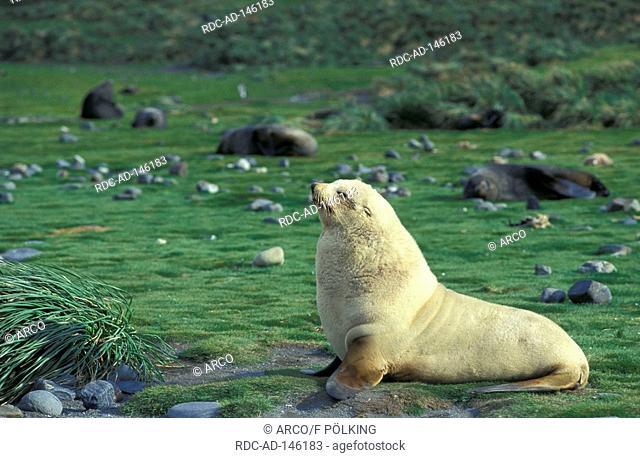 Antarctic Fur Seal light phase Salisbury Plain South Georgia Arctocephalus gazella