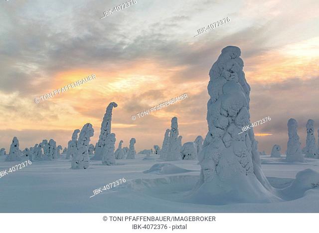 Snow-covered spruce trees, Riisitunturi National Park, Finland