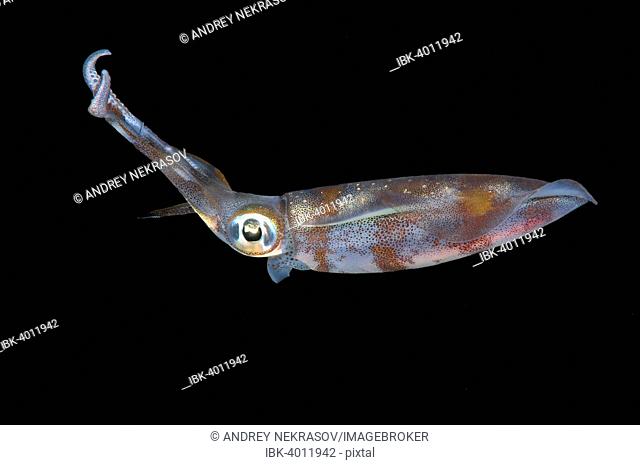 Bigfin Reef Squid (Sepioteuthis lessoniana), Bohol Sea, Philippines