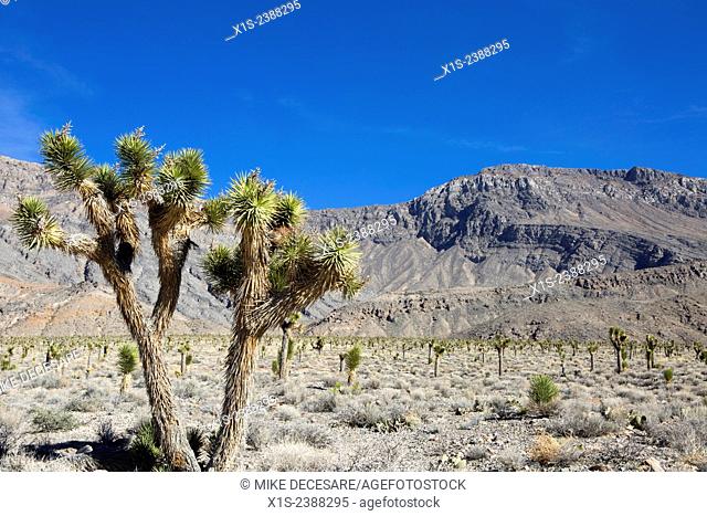 Iconic Joshua Tree stands in the foreground of a desert landscape, with more trees and mountains in the distance under a deep blue sky