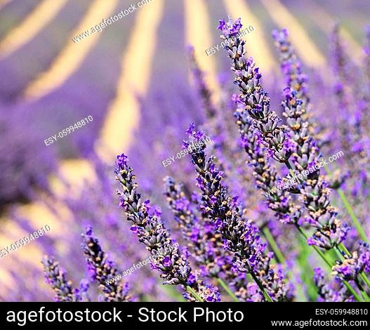 Lavendel - lavender 123