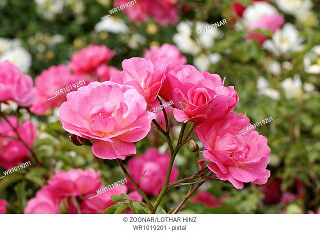 Rosa The Fairy, Polyantha rose, Sweetheart rose