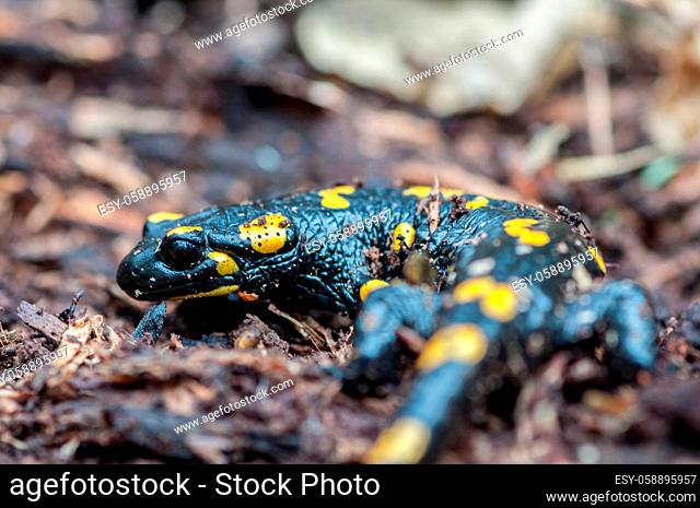Close-up of a spotted salamander hiding in tree bark