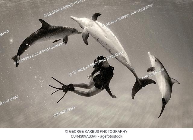Woman free diving with Atlantic spotted dolphins