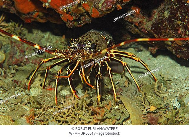 European Spiny Lobster, Palinurus elephas, Susac Island, Adriatic Sea, Croatia