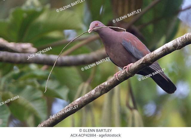 Red-billed Pigeon Columba cayennensis perched on a branch in Costa Rica