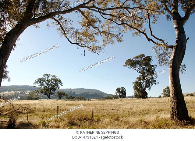 Australia, Central Victoria, Sutton Grange, Landscape with Mt Alexander in background