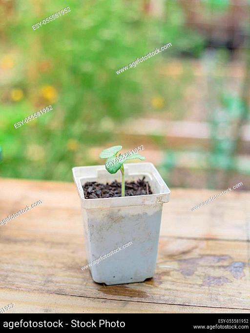 Selective focus a white nursery pot with young okra or lady finger seedling and blurry garden background. Homegrown organic Abelmoschus esculentus plant true...