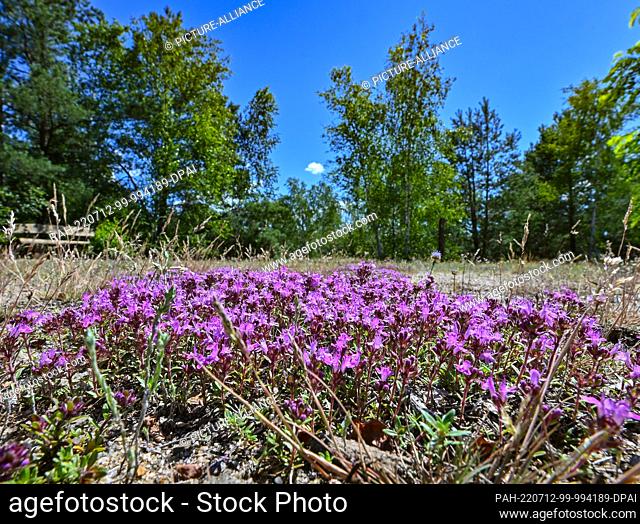 12 July 2022, Brandenburg, Lieberose: Early flowering thyme blooms in the Lieberos Heath of the Brandenburg Natural Landscapes Foundation ""The Wilderness...